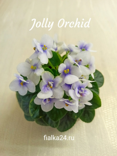 Jolly Orchid (Pittman)
