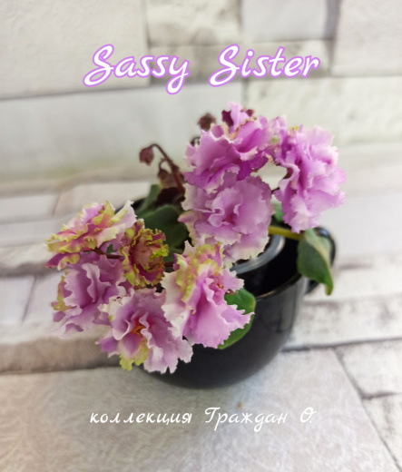 Sassy Sister (Sorano)