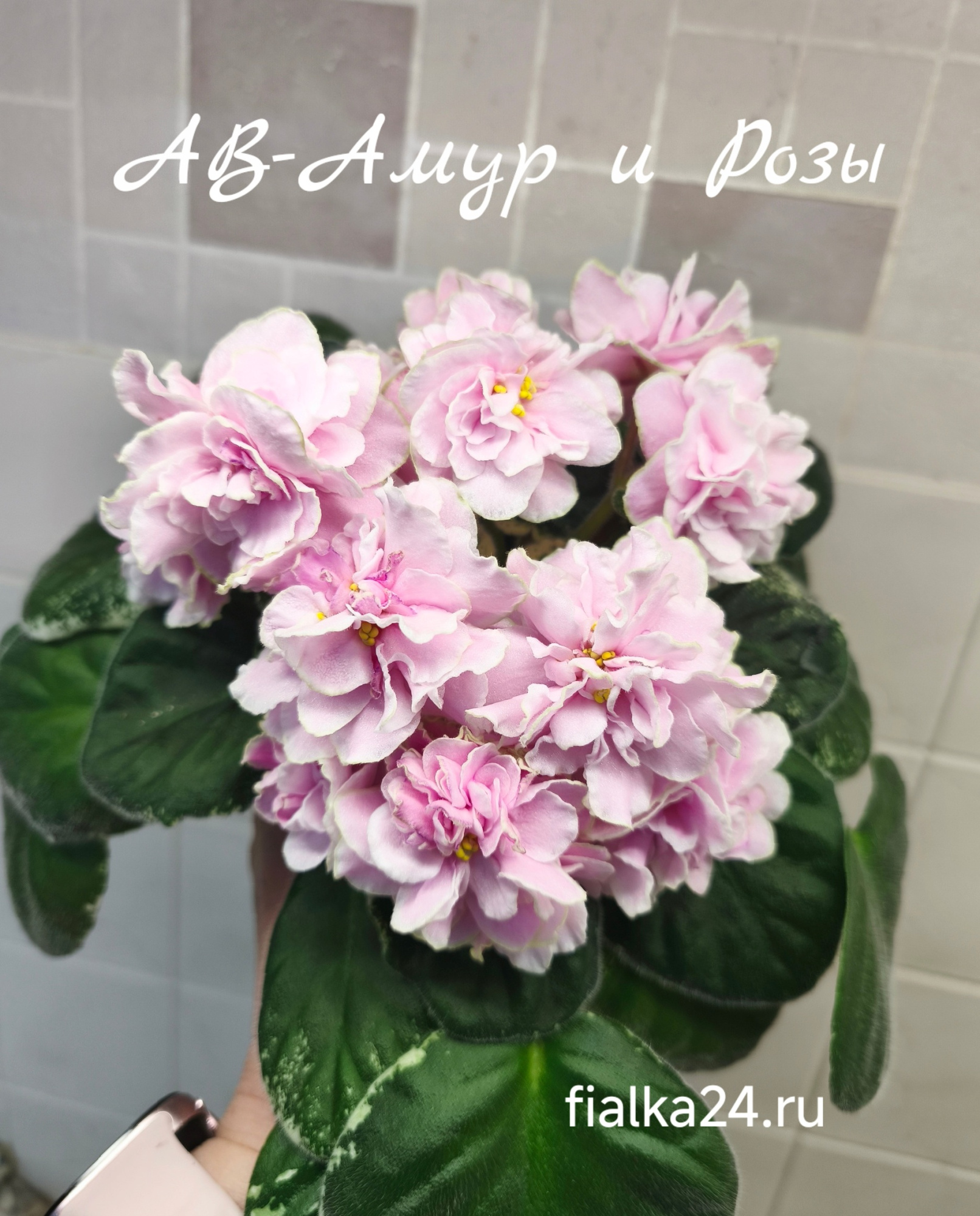 АВ-Амур и Розы