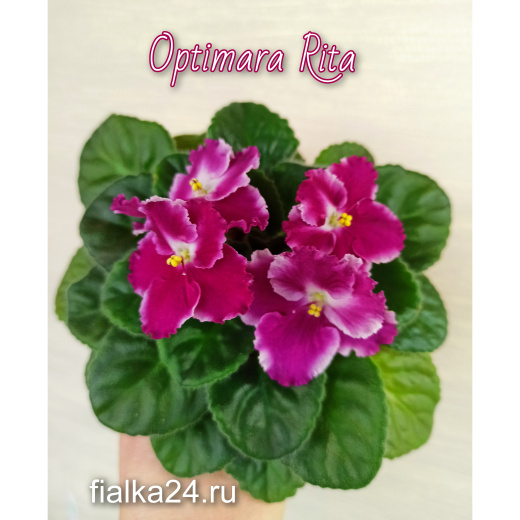Optimara Rita (Holtkamp)