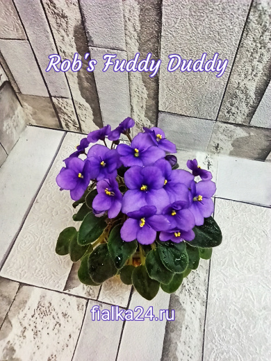 Rob's Fuddy Daddy (Robinson)