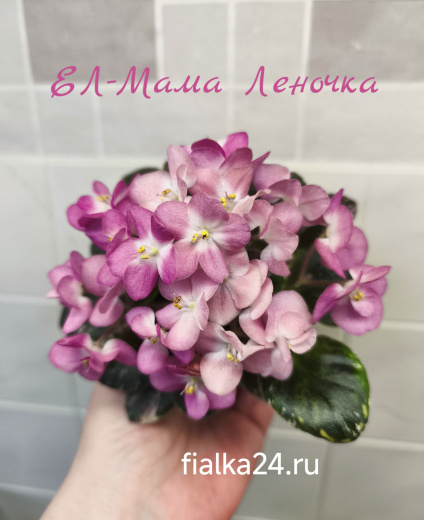 ЕЛ-Мама Леночка
