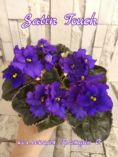 Satin Touch (LLG)