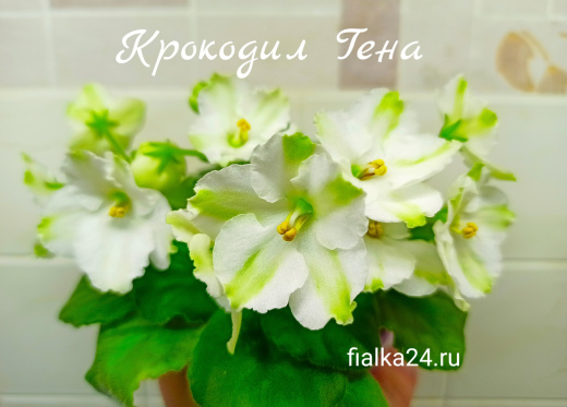 Крокодил Гена (Шумилина/Корнеев)