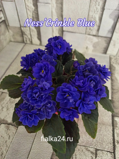 Ness' Crinkle Blue (Ness)