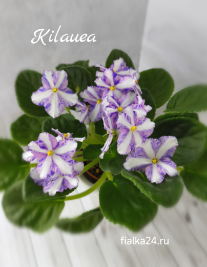 Kilauea (J.Eyerdom)