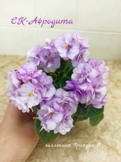СК-Афродита