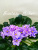 Fantasy Maker (Sorano)
