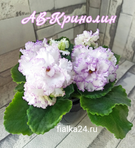 АВ-Кринолин