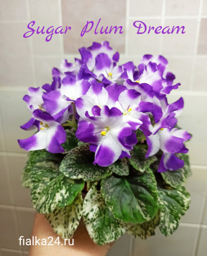 Sugar Plum Dream (LLG/Sorano)