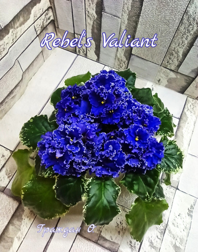 Rebel’s Valiant (Bann)