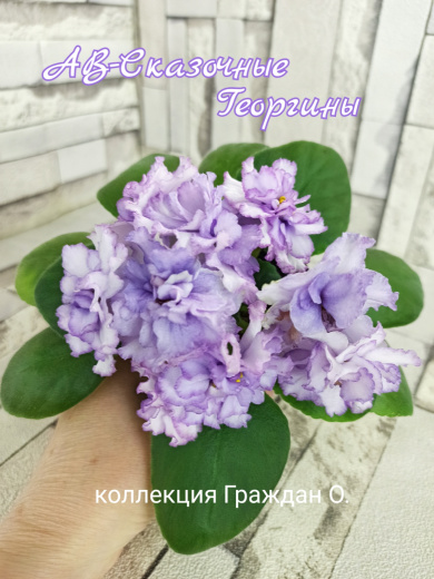 АВ-Сказочные Георгины