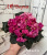 ЛФ – Дарья