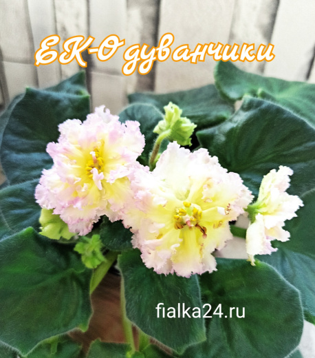 ЕК-Одуванчики