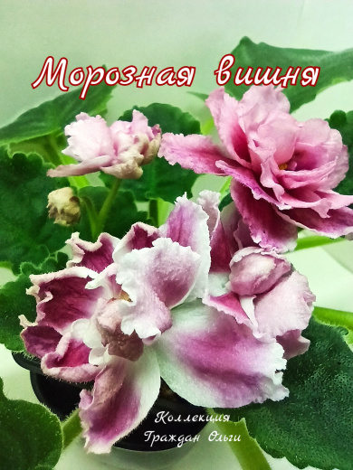 Морозная Вишня