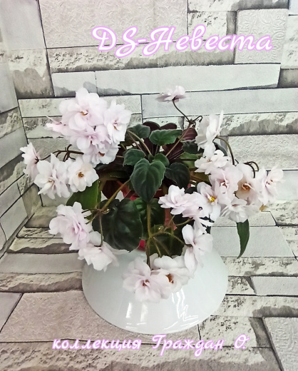 DS-Невеста