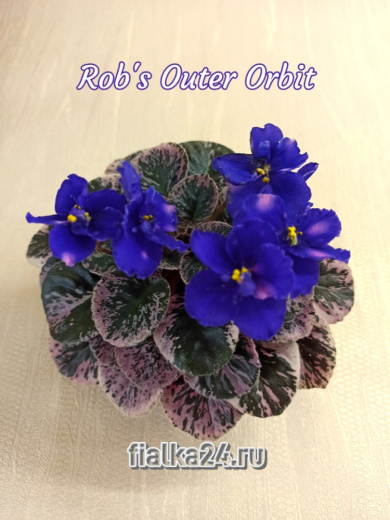 Rob's Outer Orbit (Robinson)