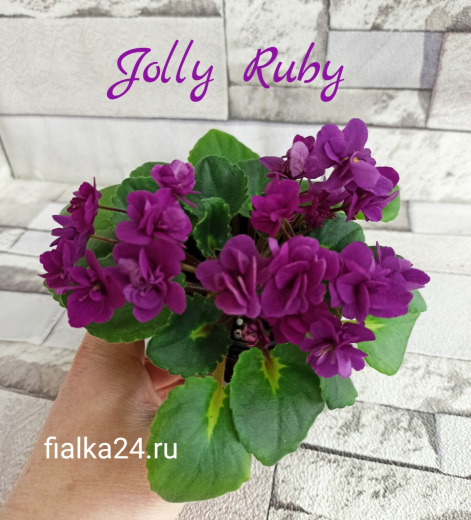 Jolly Ruby (Pittman)