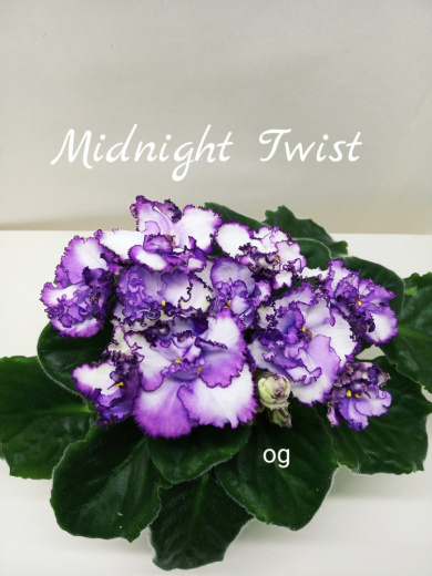 Midnight  Twist (Sorano)