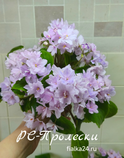 РС-Пролески