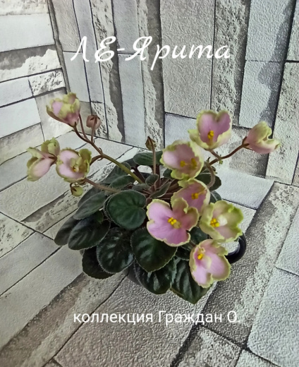 ЛЕ-Ярита