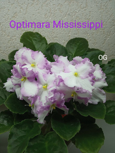 Optimara Mississippi (Holtkamp)