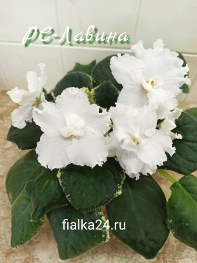 РС-Лавина