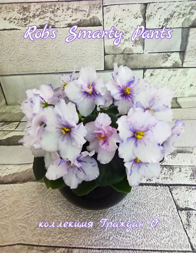 Rob's Smarty Pants (Robinson)