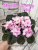 City-line Trendy Pink