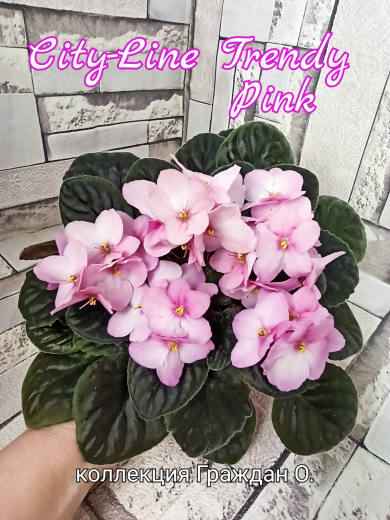 City-line Trendy Pink