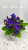 Mac's Blue Moon (McDonald)