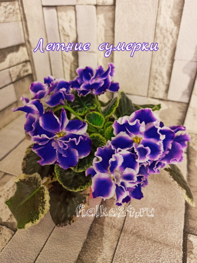 Летние сумерки