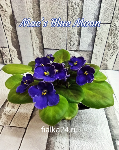 Mac's Blue Moon (McDonald)