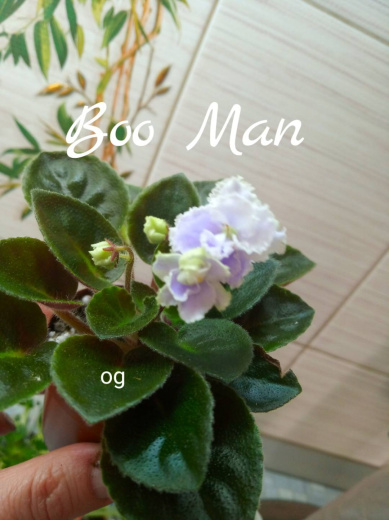 Boo Man (Sorano)