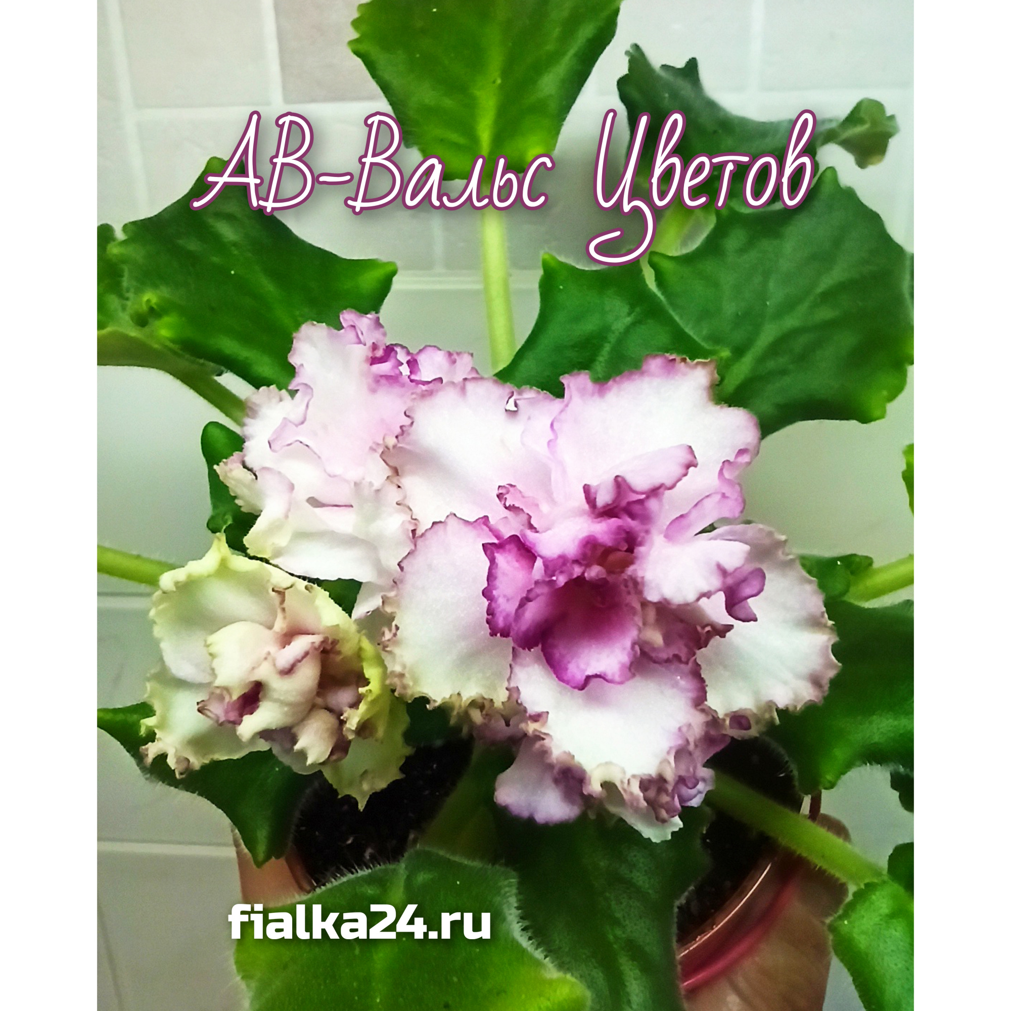 АВ-Вальс Цветов