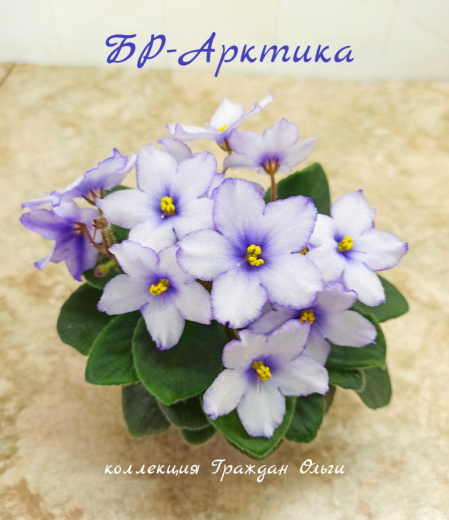 БР-Арктика 