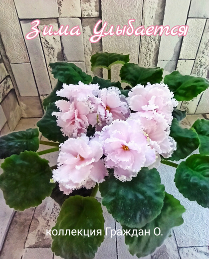 Зима Улыбается (Макуни)