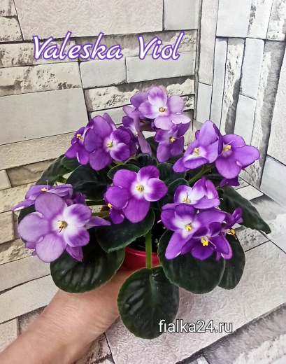 Valeska Viol (Fischer)