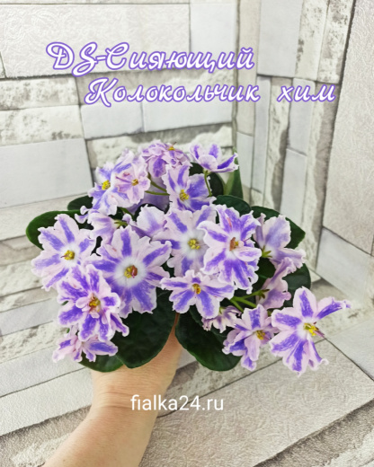 DS-Сияющий Колокольчик (химера)