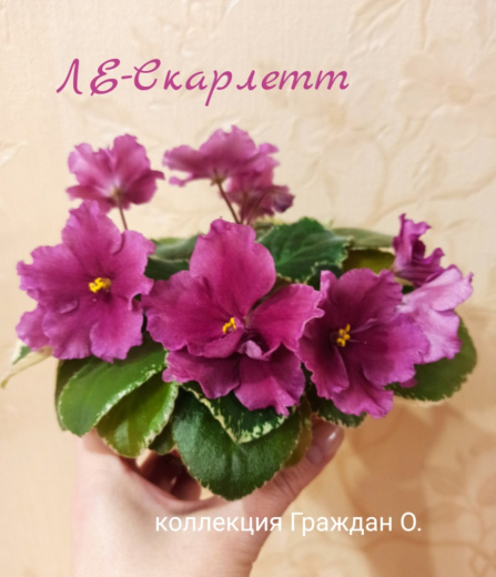 ЛЕ-Скарлетт