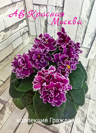 АВ-Красная Москва