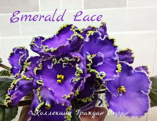 Emerald Lace (Swift)