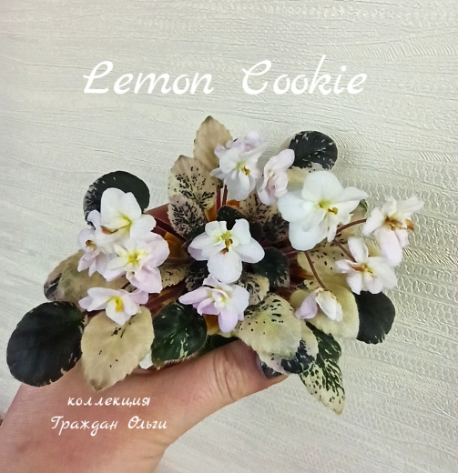 Lemon Cookie (Pittman)