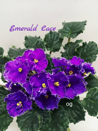 Emerald Lace (Swift)