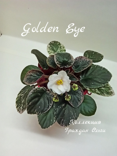 Golden Eye (Sorano)