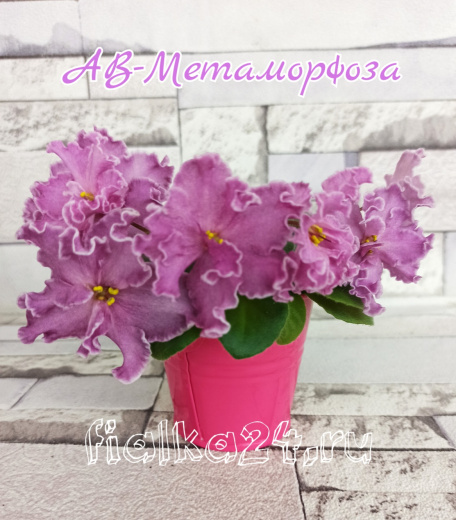 АВ-Метаморфоза