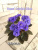 Ness' Crinkle Blue (Ness)