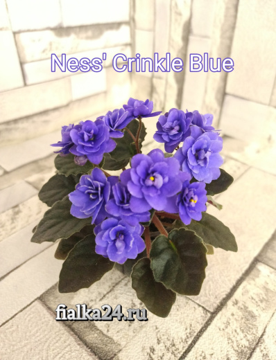 Ness' Crinkle Blue (Ness)