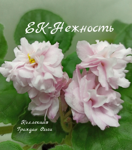 ЕК-Нежность