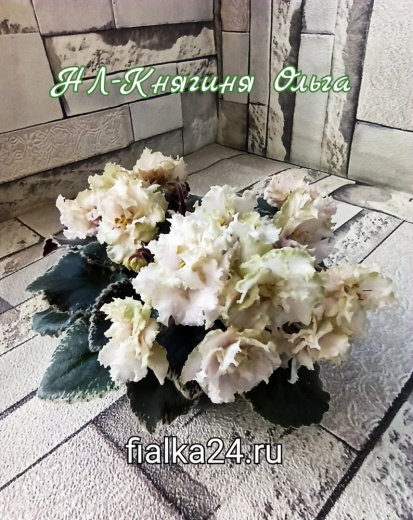 НЛ-Княгиня Ольга (Лютая)